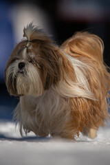 shih tzu dog runs through the snow in a park in winter 