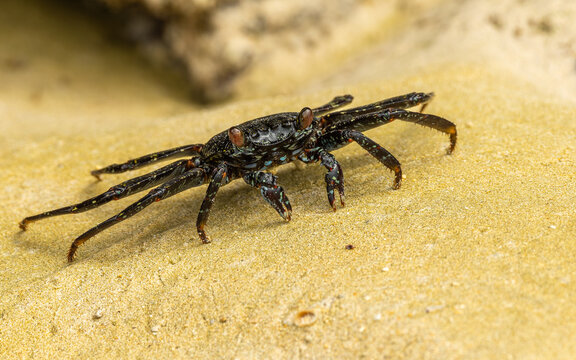juntier Rote Klippenkrabbe (Grapsus grapsus)