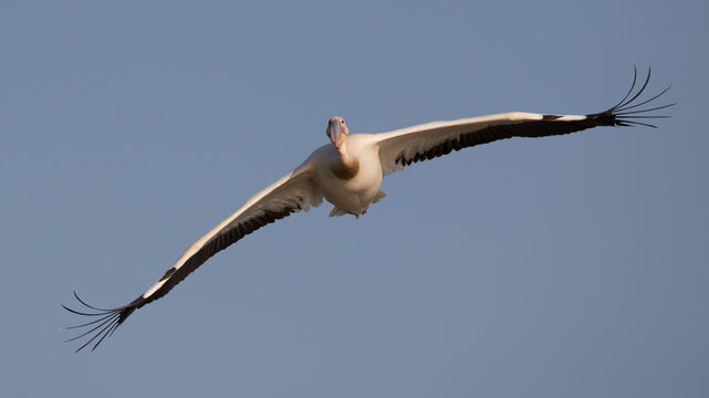 adult great white pelican (Pelecanus onocrotalus) circeling high above Lake Chamo and Nechisar National Park in Ethiopia