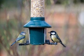 blue tit cyanistes caeruleus and great tit parus major woodland bird perched on a seed feeder with a blurred background © Penny