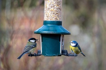 blue tit cyanistes caeruleus and great tit parus major woodland bird perched on a seed feeder with a blurred background © Penny