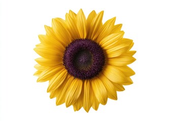 Fototapeta premium Isolated vibrant yellow sunflower head, dark purple center, full bloom, white background