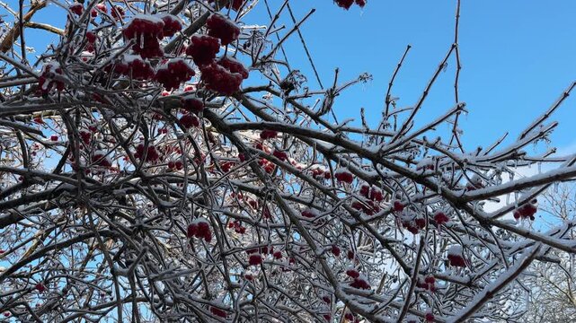 Viburnum bush with ripe berries covered with ice crust