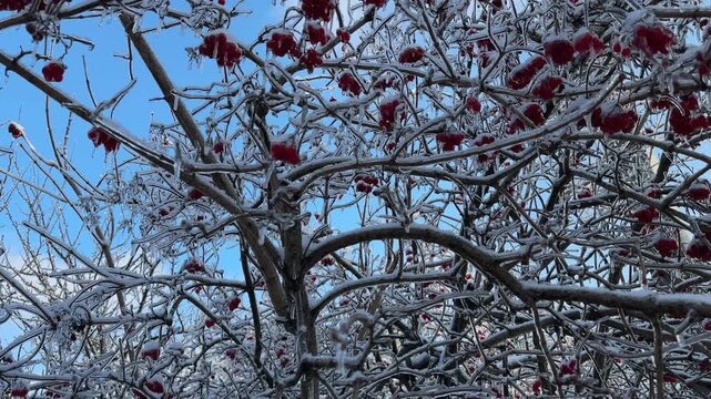 Viburnum bush with ripe berries covered with ice crust