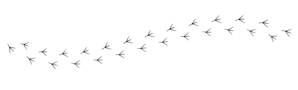 Bird Footprints Trail Isolated on Transparent Background PNG