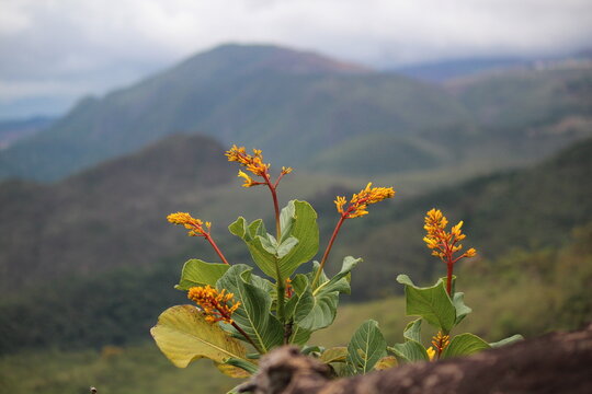 Congonha Bate-Caixa (palicourea rigida)