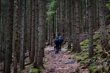 Obraz premium Two hikers move along a rooty trail between straight spruce trunks and soft moss as deep green forest closes around them suggesting teamwork endurance and the calm rhythm of a long trek