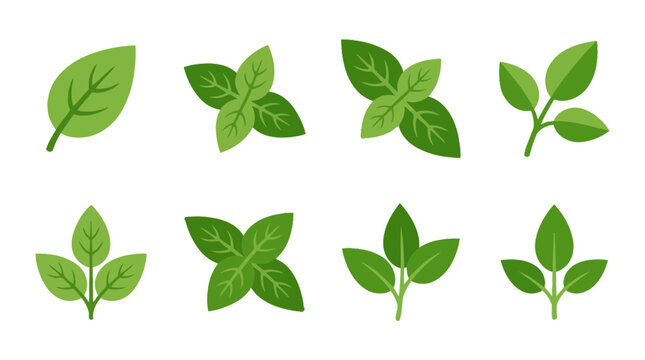 basil leaf , flat color vector set collection , white background , PNG and SVG