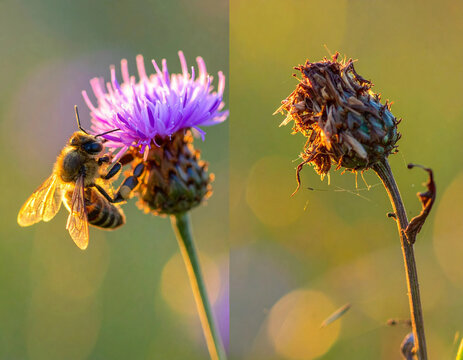 Life and death concept of bee on blooming thistle versus dead plant