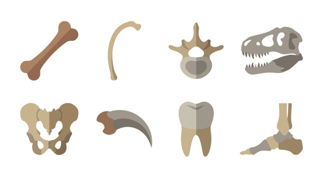 dinosaur bone , flat color vector set collection , white background , PNG and SVG