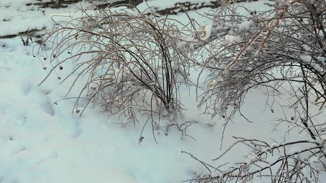 Bushes of spiraea covered with ice crust in sunny morning