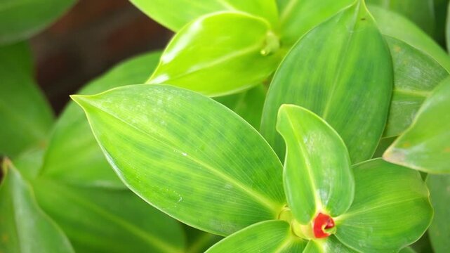 Costus spicatus leaf with a bokeh background. An herbal plant for certain ailments.