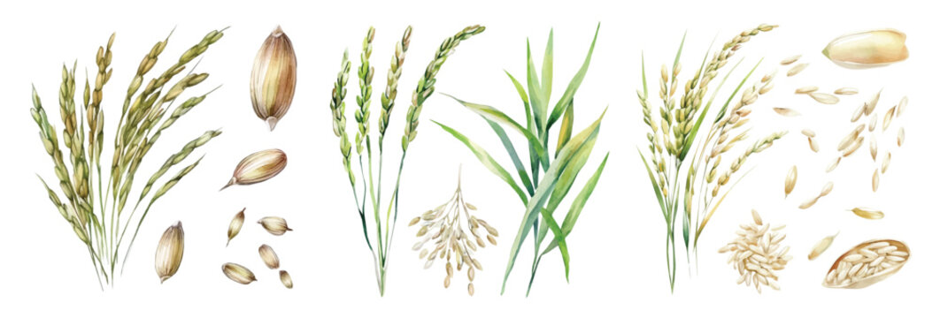 Rice grains painting set, Minimal yet artistic elements for creative designs. hand-drawn paint, Simple Illustration, EPS format, isolated on a white background