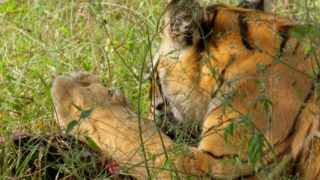 Slow Motion Bengal Tiger Eating Softshell Turtle, Rare Predator Behavior India, Ranthambore Wildlife Action