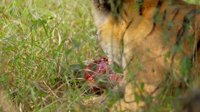 Slow Motion Bengal Tiger Eating Softshell Turtle, Rare Predator Behavior India, Ranthambore Wildlife Action