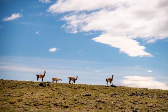 Wild guanacos on the pampas hills above El Chalten, Argentina.