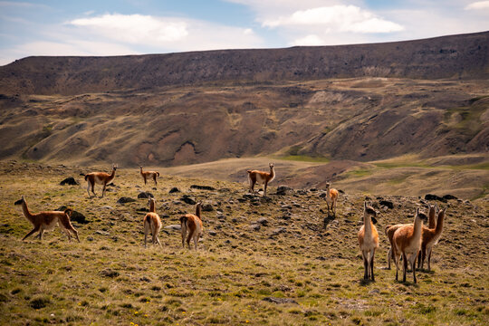 Wild guanacos on the pampas hills above El Chalten, Argentina.