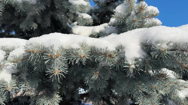 Branches of blue spruce covered with snow in sunny day
