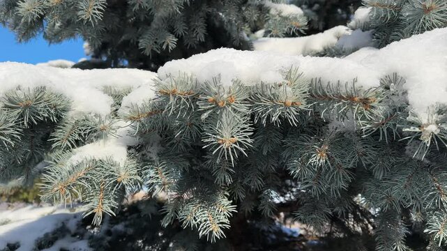 Branches of blue spruce covered with snow in sunny day