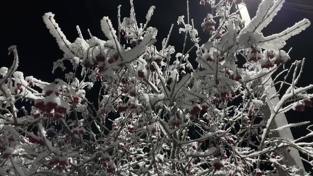 Viburnum with berries covered with ice crust and snow a night