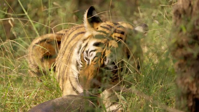 Slow Motion Bengal Tiger Eating Softshell Turtle, Rare Predator Behavior India, Ranthambore Wildlife Action