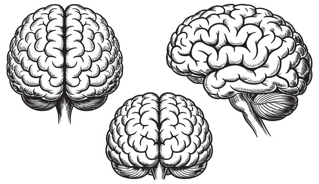 Human Brain Anatomy Vector Set, black white brain diagrams, frontal lateral top perspectives, neuroscience medical educational scientific drawing vector isolated