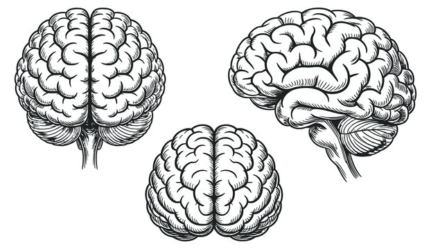 Human Brain Anatomy Vector Set, monochrome brain structure collection, frontal lateral top views, neuroscience medical education scientific illustration isolated