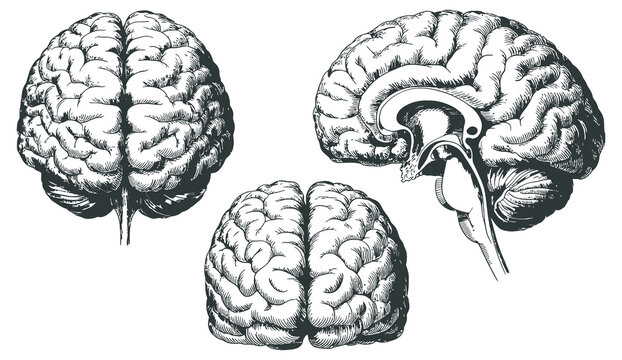 Human Brain Anatomy Vector Set, black and white illustrations, frontal lateral top views, neuroscience medical educational scientific drawing isolated