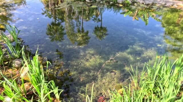 beautiful nature reflection on the surface of a calm lake