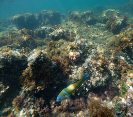 Fototapeta premium Thalassoma pavo fish Underwater Mediterranean sea in Las Rotas coast marine reserve of San Antonio cape Denia Alicante province Spain