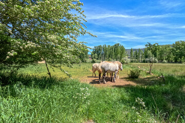 Obraz premium Horses and poplars in Alcala de la Selva Teruel Spain