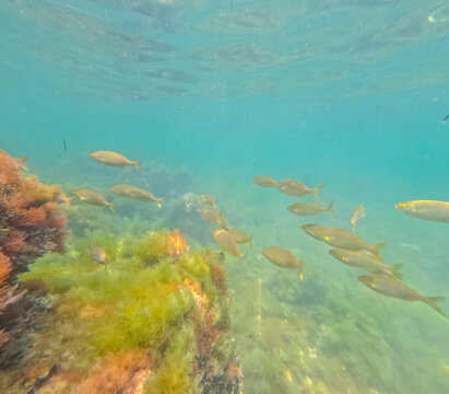 Sarpa salpas school of fish in Denia nature reserve in Las Rotas Alicante Spain
