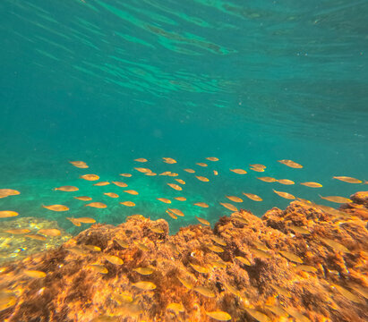 Underwater image clear water of the Mediterranean sea with sarpa salpa school of fish snorkeling in Moraira Alicante Spain