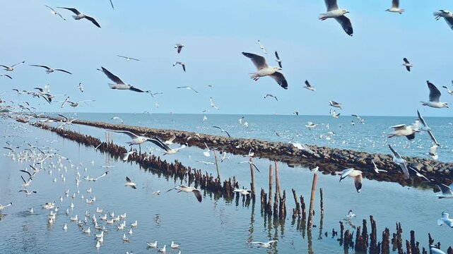 Seagulls flying over the sea during sunset in Thailand
