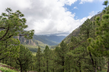 Obraz premium La Palma island Canary archipelago Spain pine woodland La Caldera de Taburiente national park