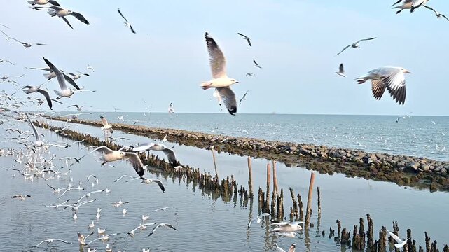 Seagulls flying over the sea during sunset in Thailand
