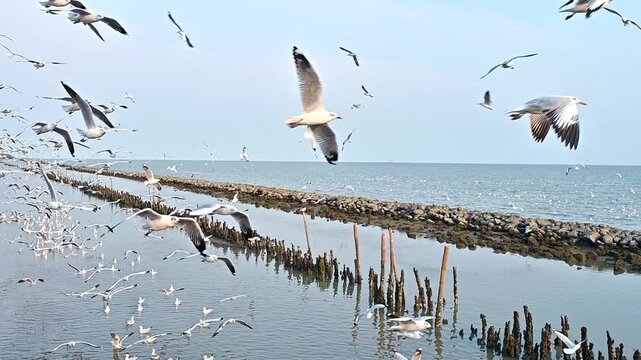 Seagulls flying over the sea during sunset in Thailand
