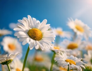 Naklejka premium close up of a white daisies in a field against a blue sky