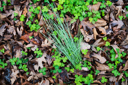 a clump of wild onion among leaves and clover, closeup