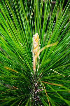closeup of the bud of a longleaf pine seedling