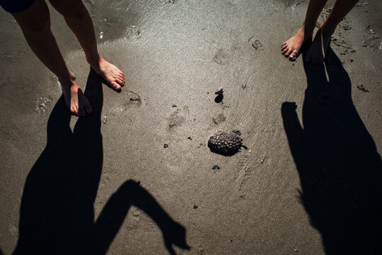 The shadows of two children looking at a stranded pufferfish in the beach sand