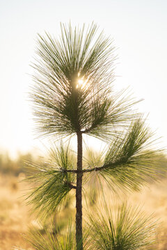 Longleaf pine sapling in the morning with the sun shining behind it