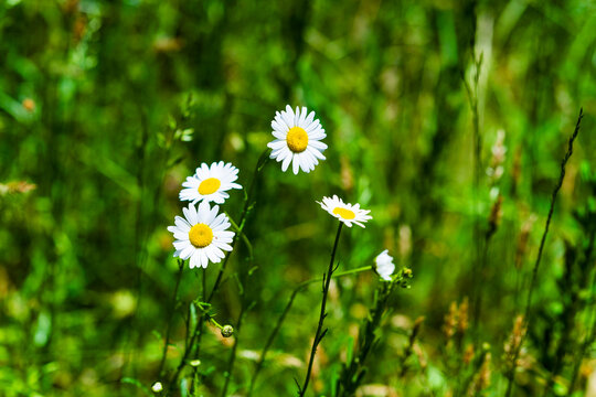 daisy flowers in a field in the woods