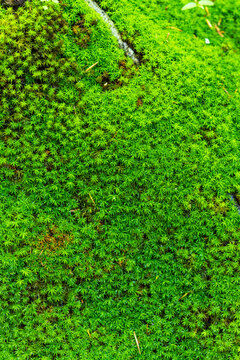 macro shot of green moss in the woods