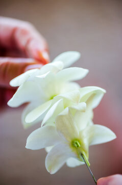 hands arranging plumaria blossoms for leis at a wedding in hawaii, closeup