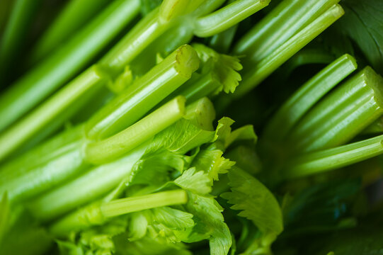 fresh green cut celery stalks, closeup