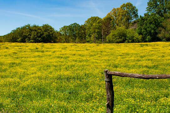 A roadside meadow of yellow flowers beyond a wood fence line with trees in the distance