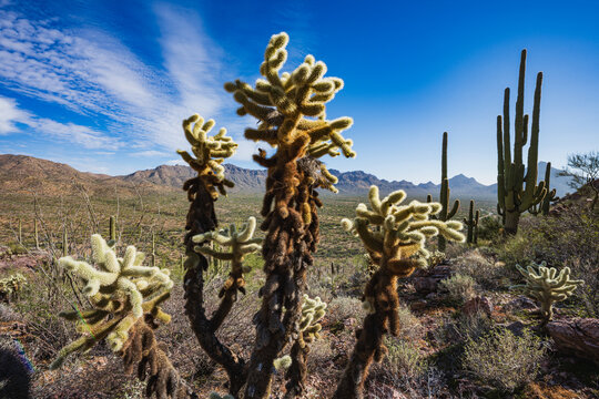 A large cholla cactus in a mountainous desert landscape with blue skies and saguaro cactus behind.