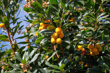 Fruiting Arbutus Unedo Tree with Red and Orange Berries