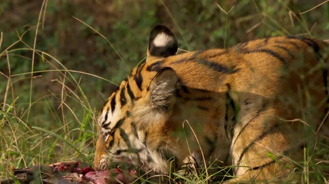 Slow Motion Bengal Tiger Eating Softshell Turtle, Rare Predator Behavior India, Ranthambore Wildlife Action